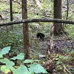 Meet your Posher, Deann